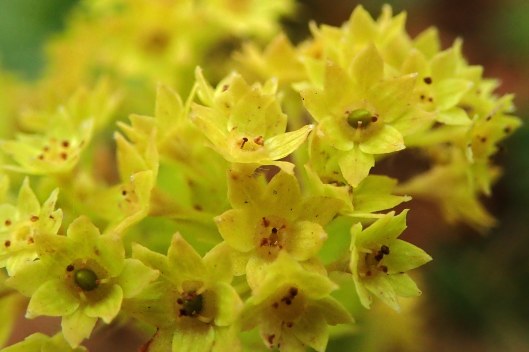 230702 Lady's-mantle (2)