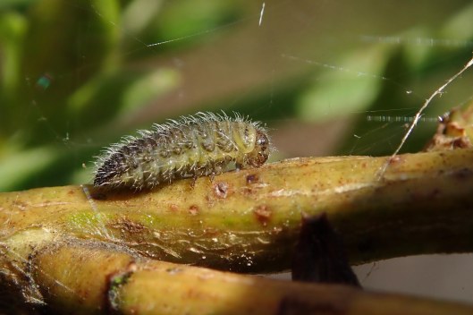 230703 Broom leaf-beetle larva