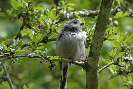 230705 long-tailed tit juvenile
