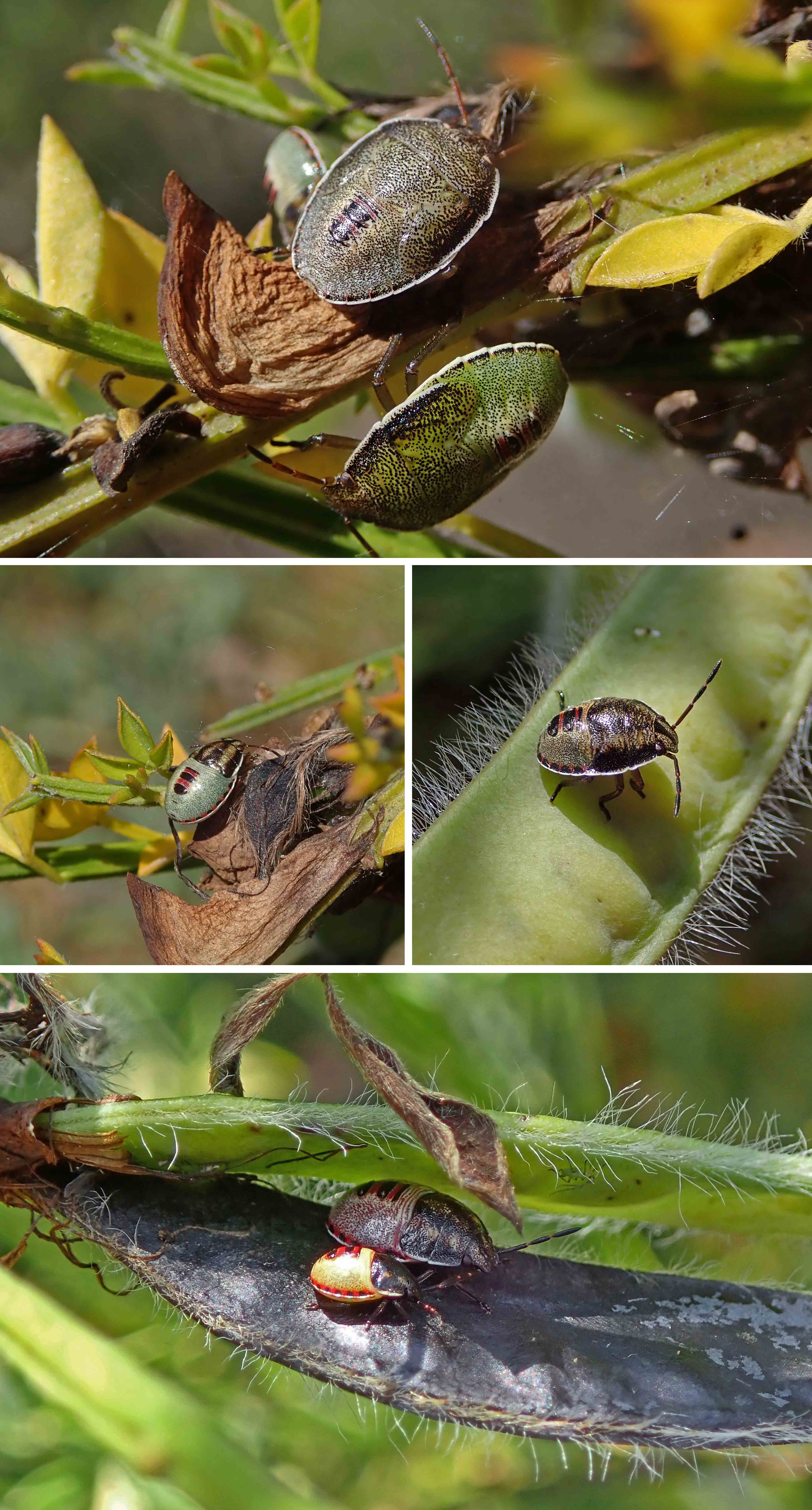 230706 gorse shieldbug instars