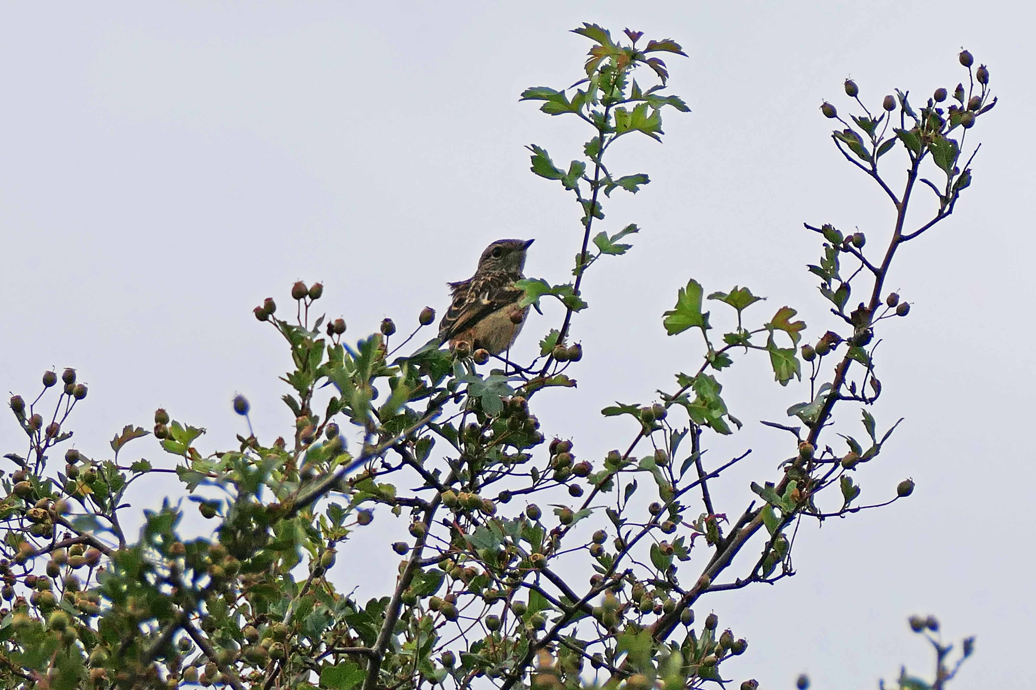 230713 juvenile stonechat (1)