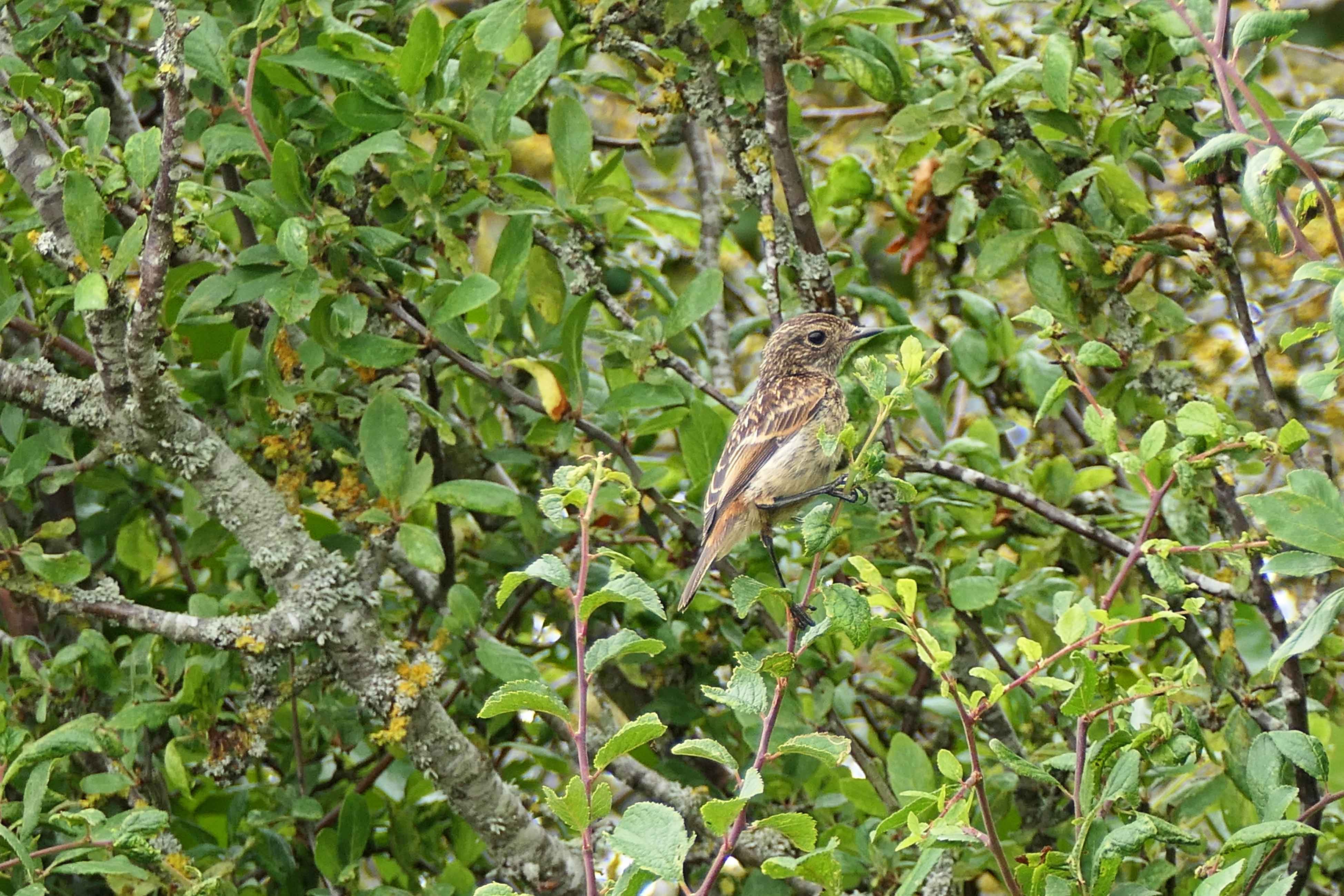 230713 juvenile stonechat (2)