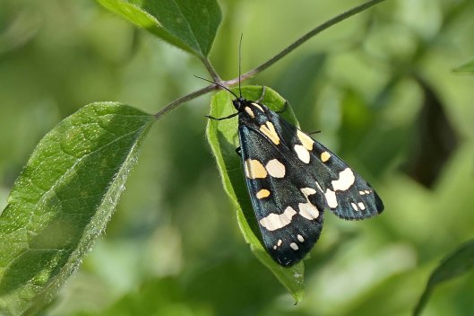 230713 scarlet tiger (1)