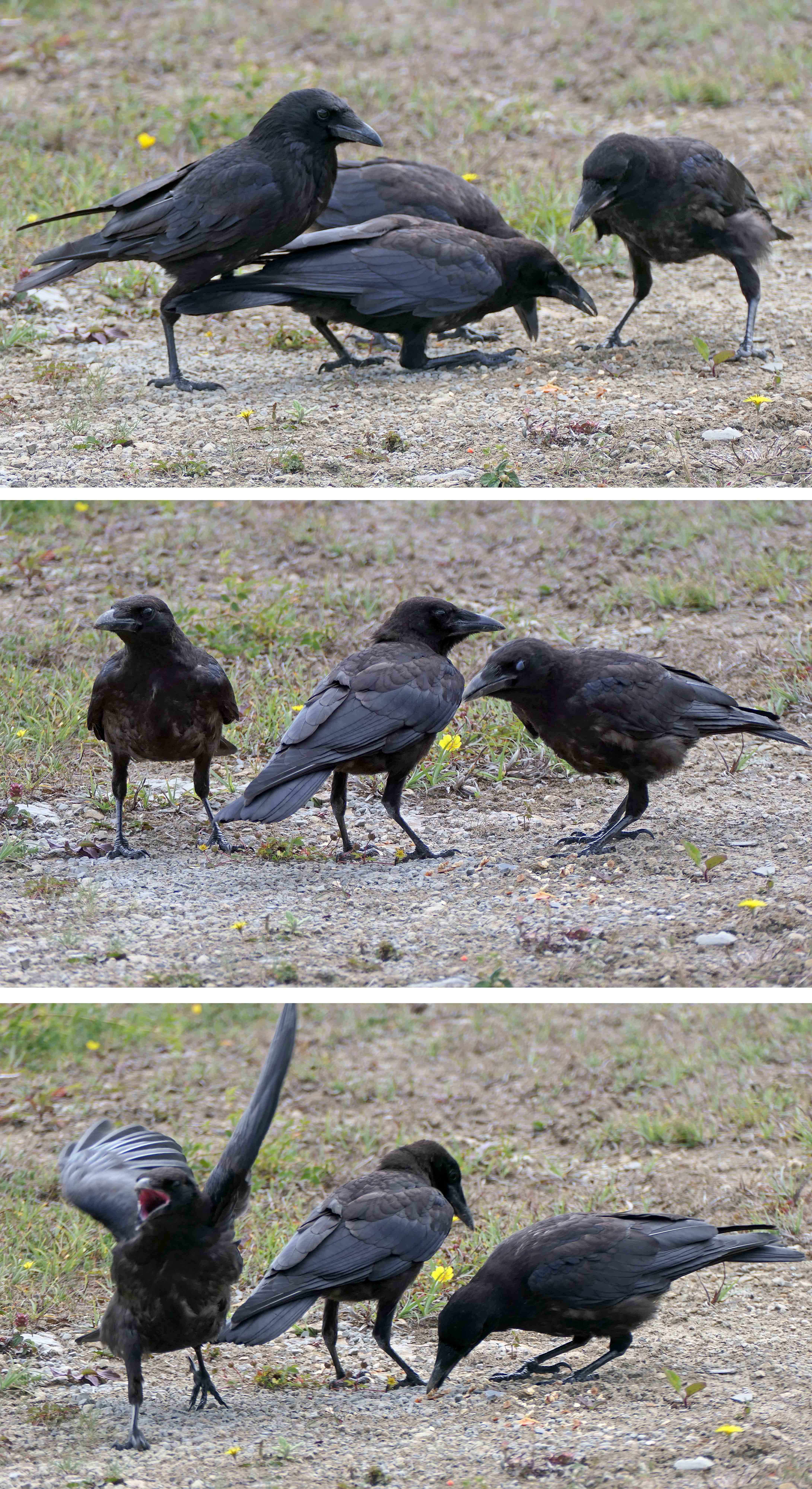 230715 crow family