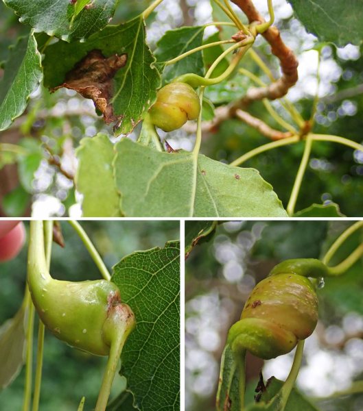 230717 Pemphigus spyrothecae galls