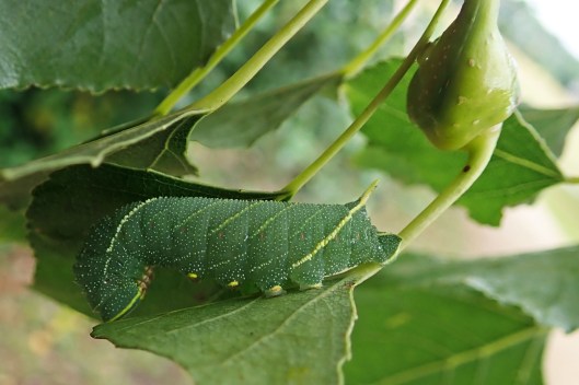 230718 hawk-moth poplar