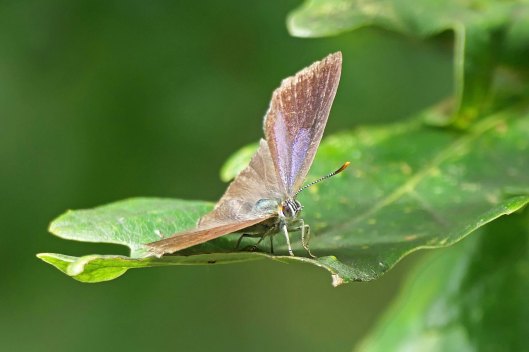 230721 purple hairstreak (2)