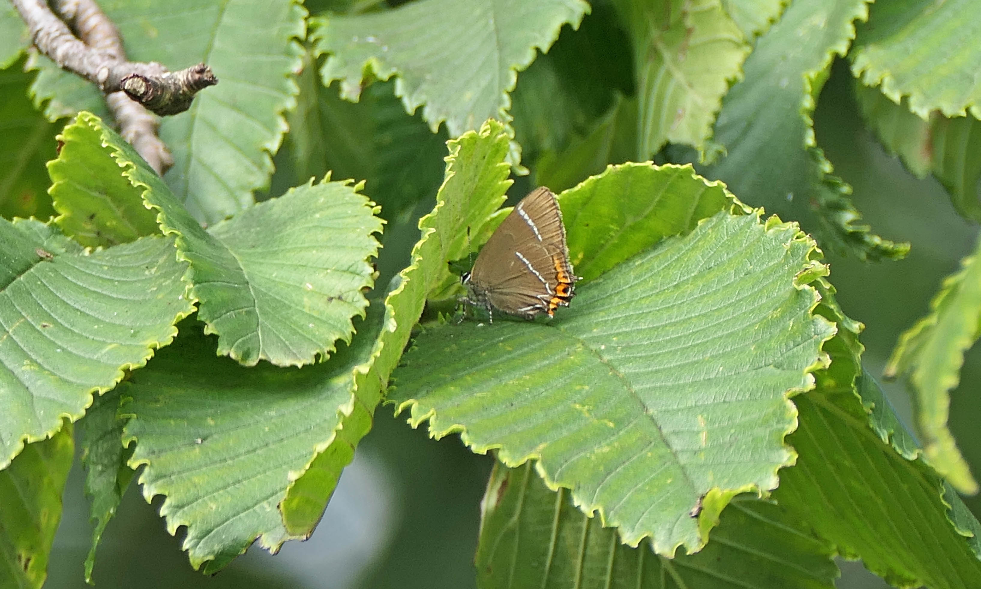 230721 white-letter hairstreak (2)