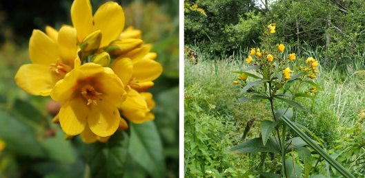 230723 yellow loosestrife (2)