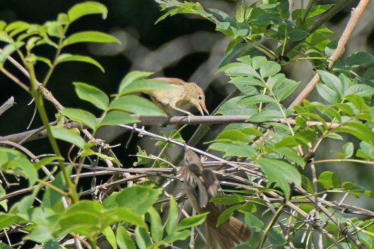 230726 reed warbler (2)