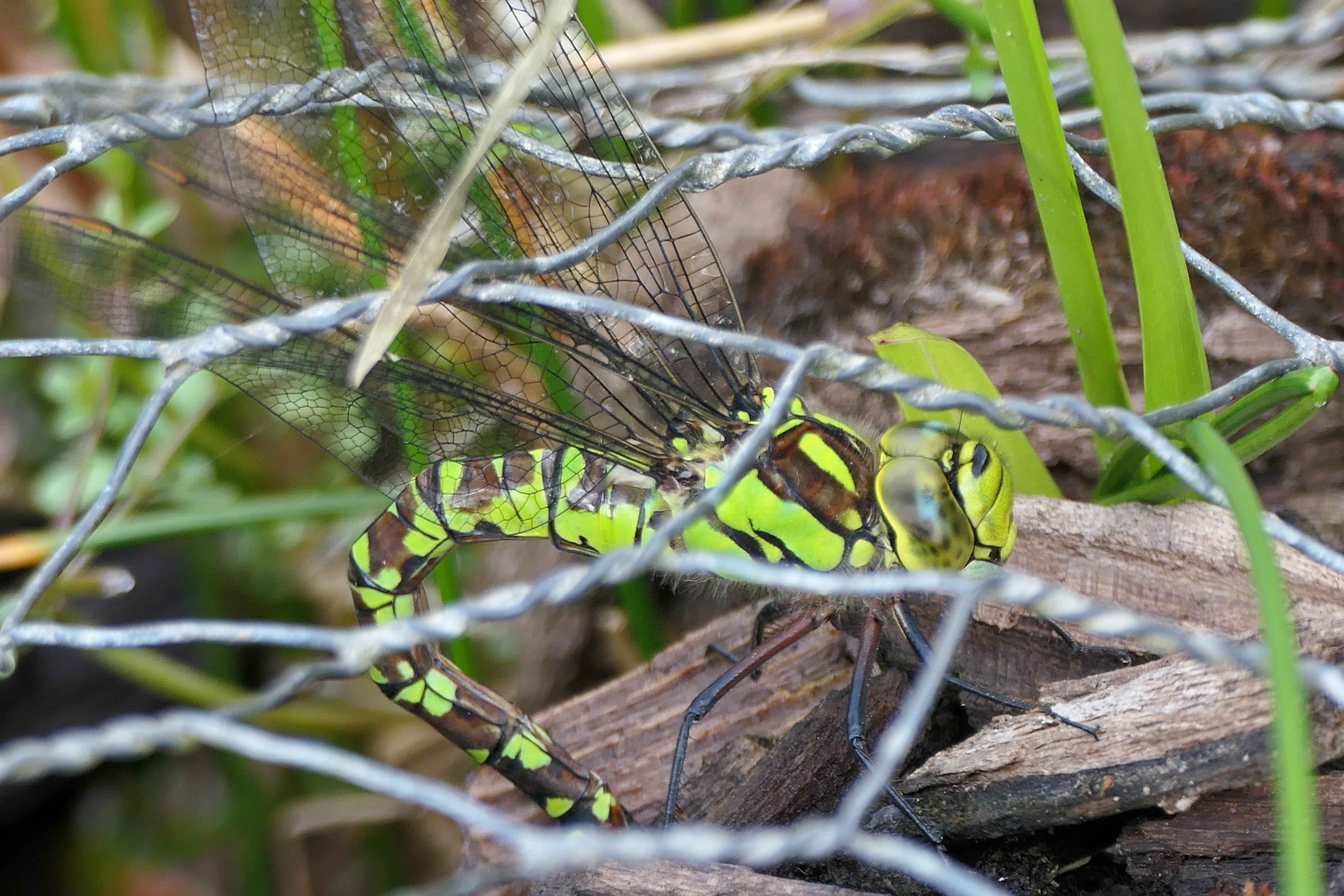 230727 southern hawker