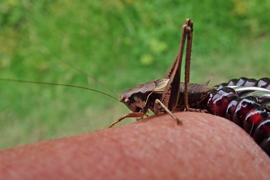 230728 dark bush cricket