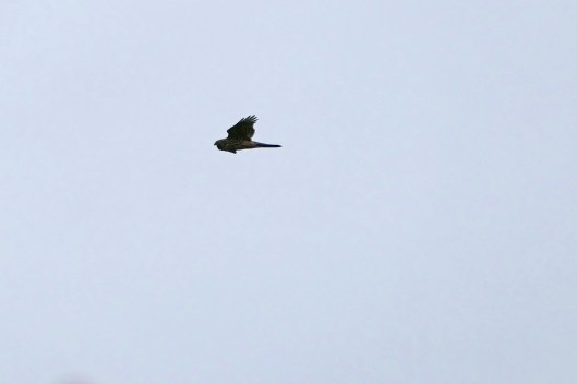 230729 goshawk