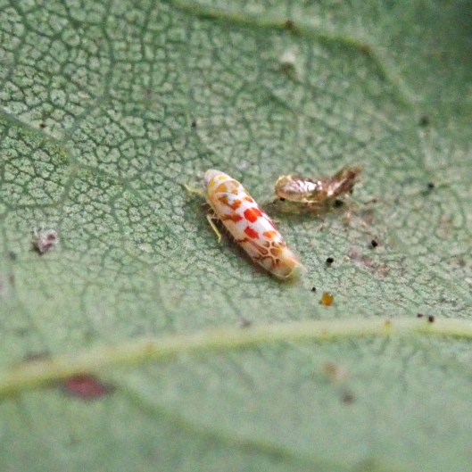 230731 Typhlocyba quercus