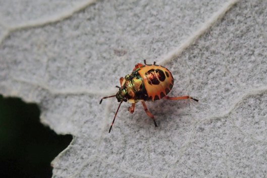 230801 bronze mid instar