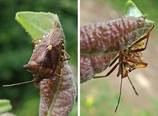 230801 red-legged shieldbug