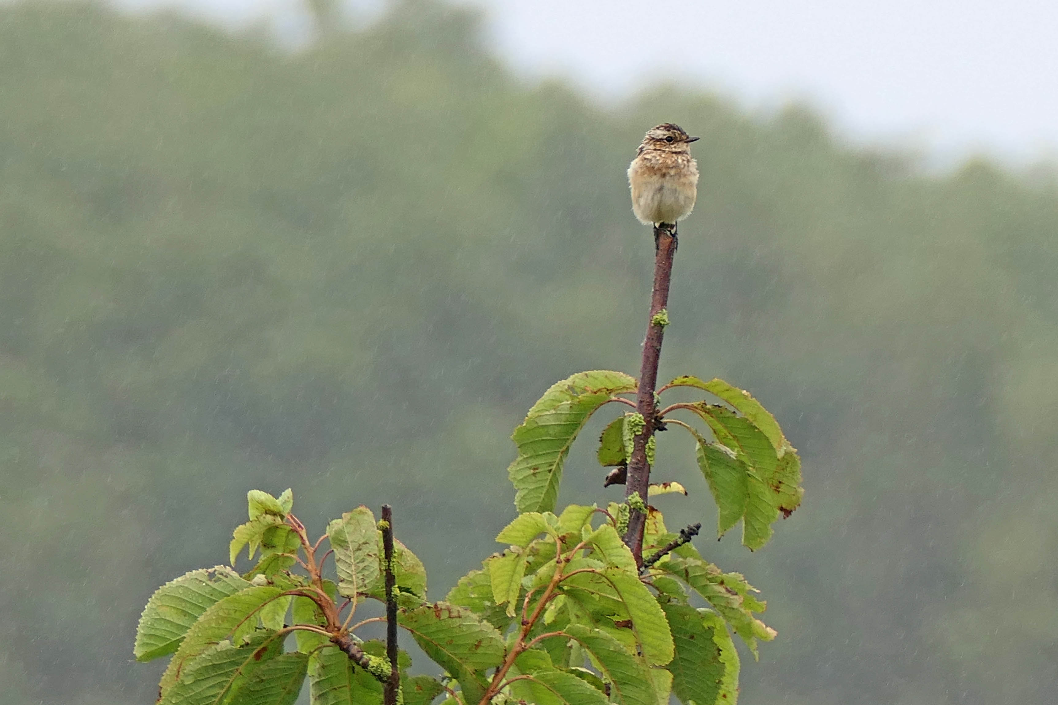 230802 whinchat