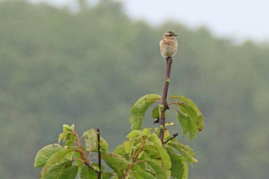 230802 whinchat