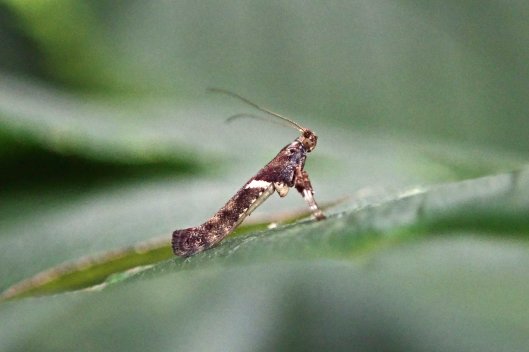 230804 1 Caloptilia semifascia