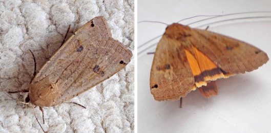 230804 2 large yellow underwing