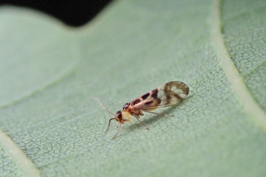 230819 Graphopsocus cruciatus (1)