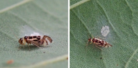 230819 Graphopsocus cruciatus (2)