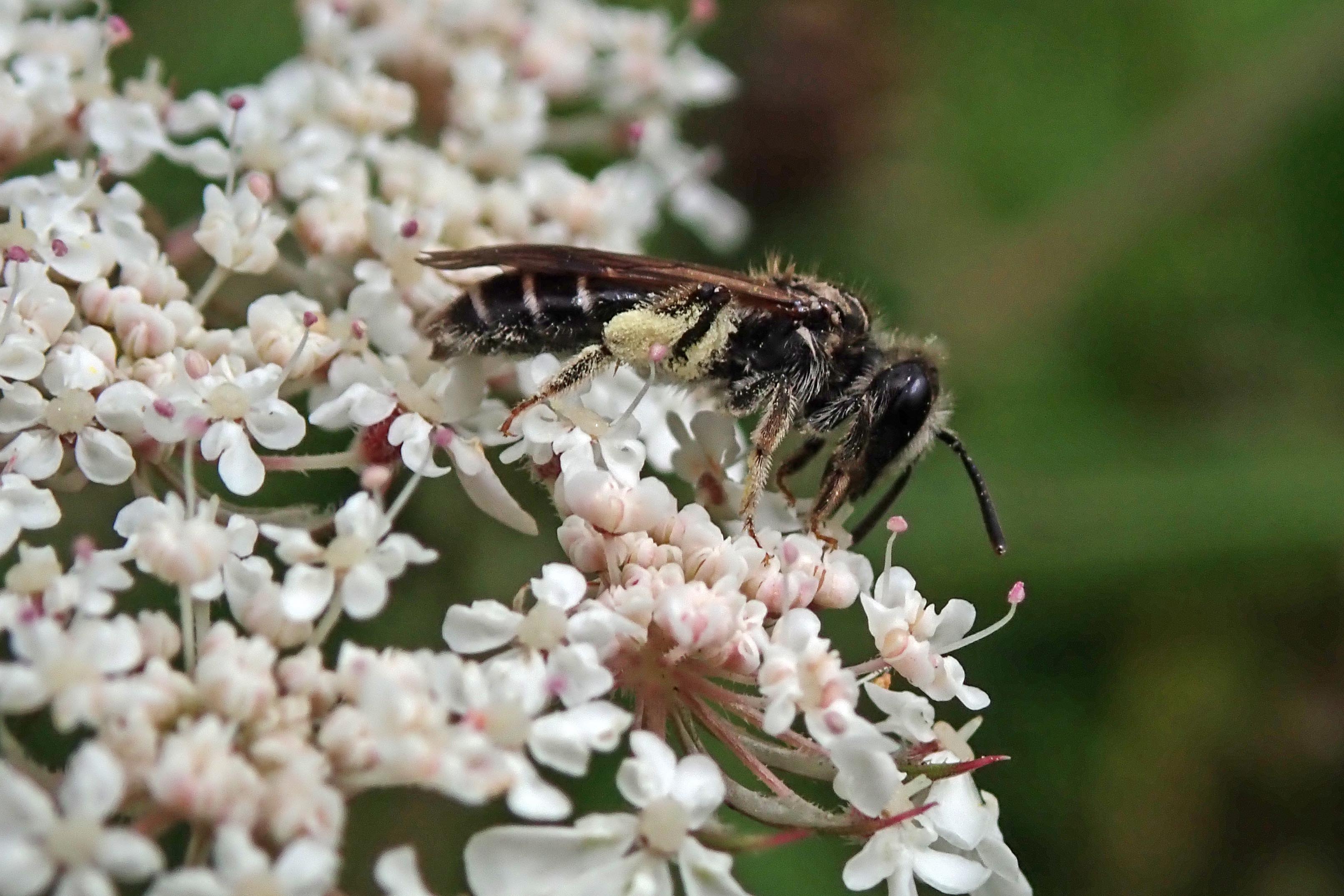 230805 Carrot mining bee (2)