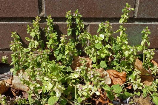 230806 field woundwort (1)