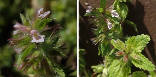 230806 field woundwort (2)