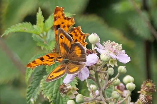 230808 1 comma and gatekeeper