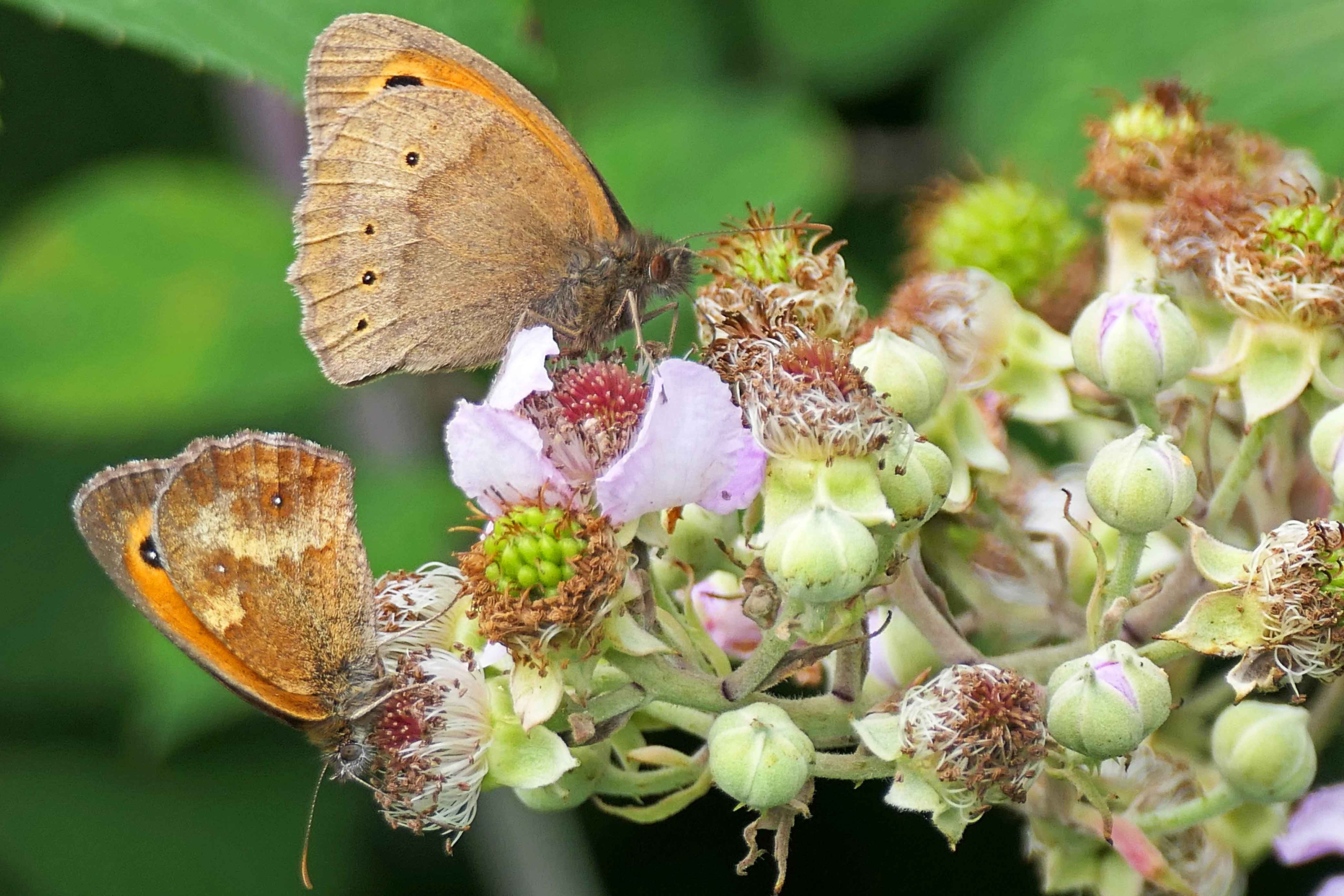 230808 3 gatekeeper meadow brown
