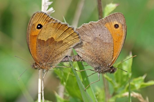 230808 4 meadow brown