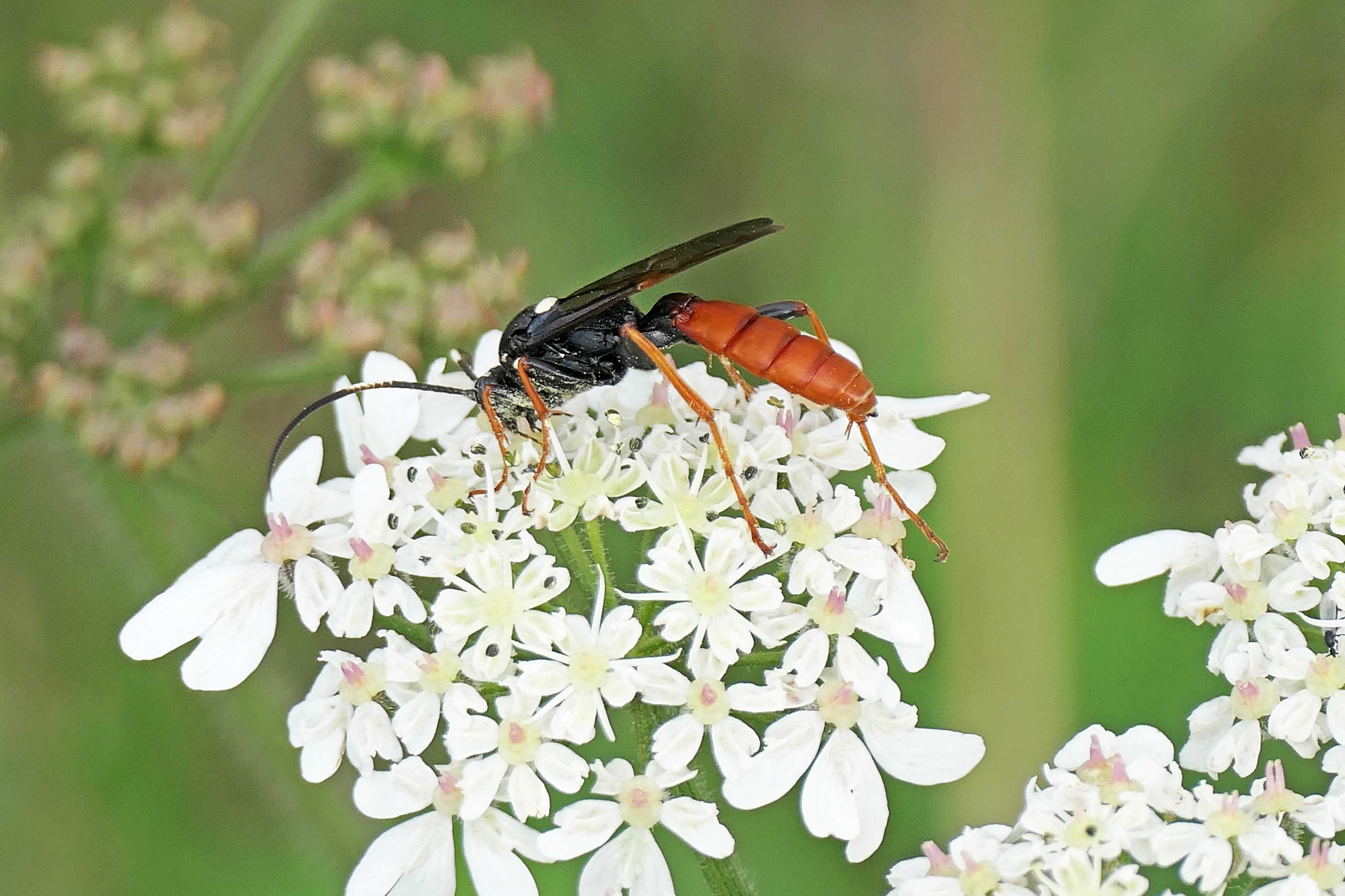 230810 Amblyjoppa fuscipennis fem (1)