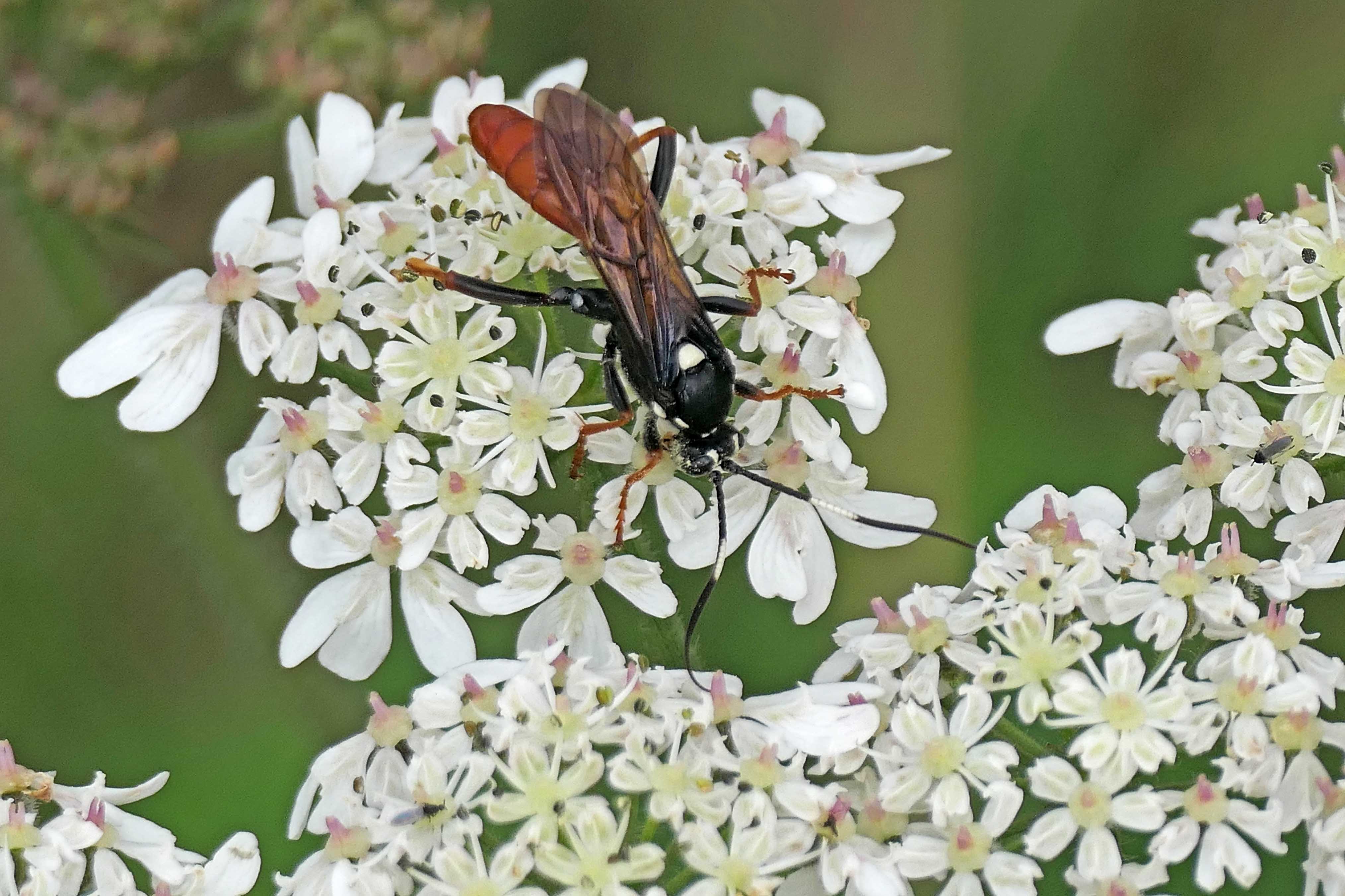 230810 Amblyjoppa fuscipennis fem (2)