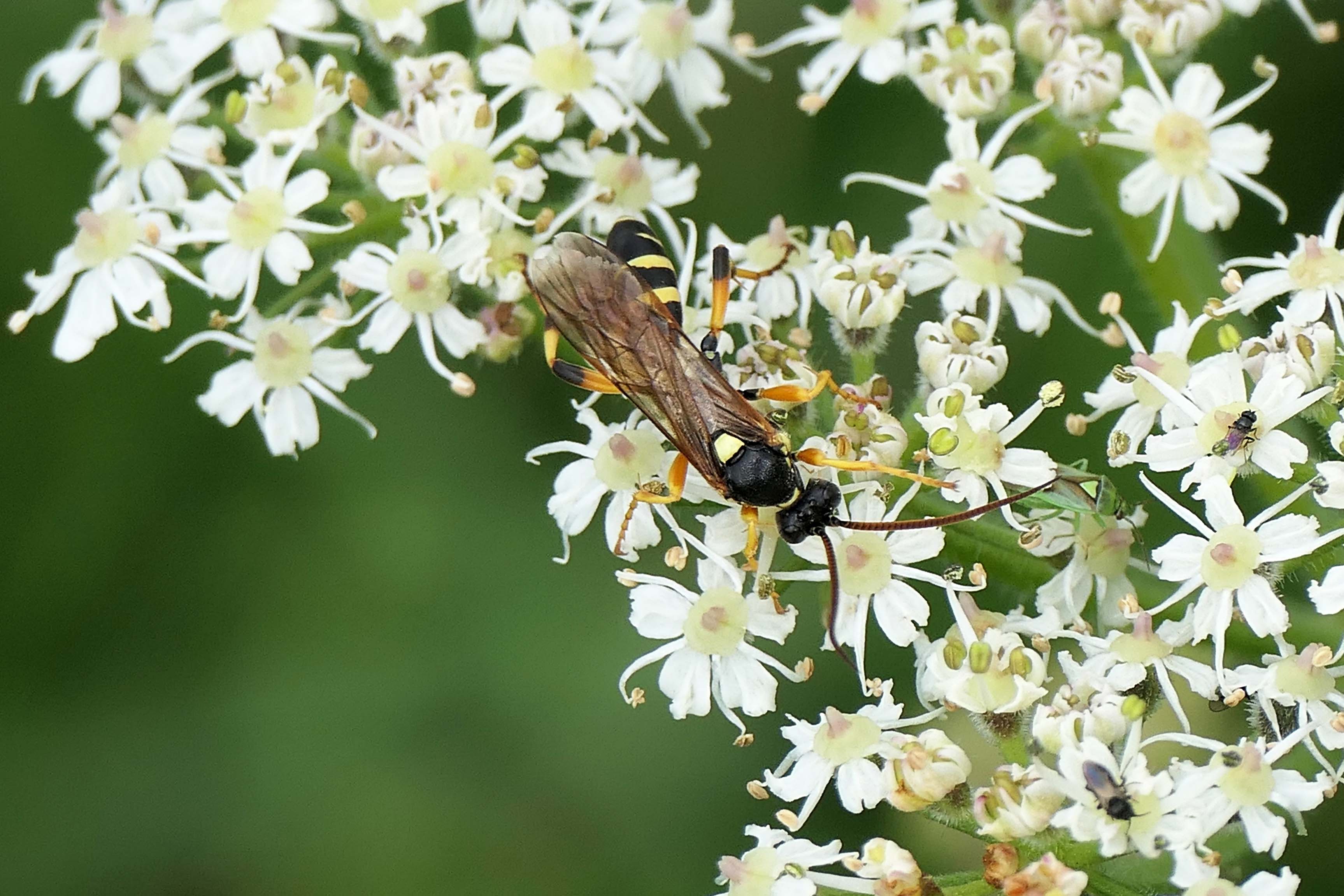 230811 Ichneumon sarcitorius male (1)