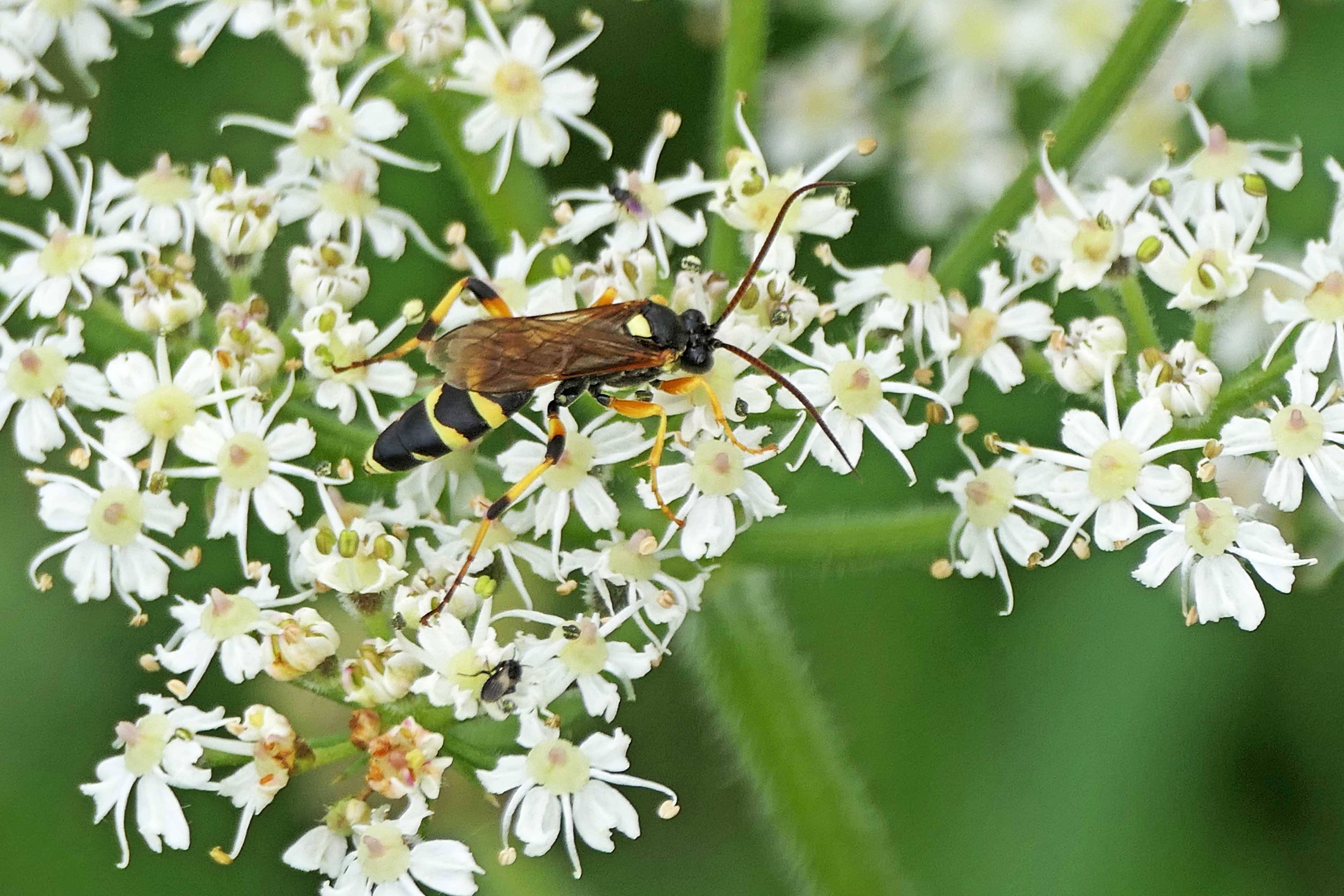 230811 Ichneumon sarcitorius male (2)