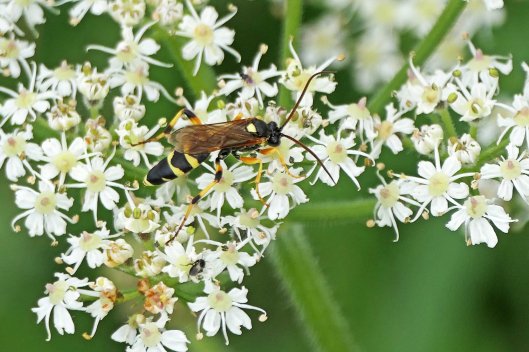 230811 Ichneumon sarcitorius male (2)