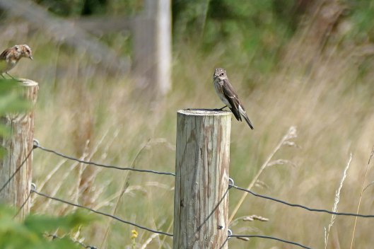 230812 spot fly whinchat