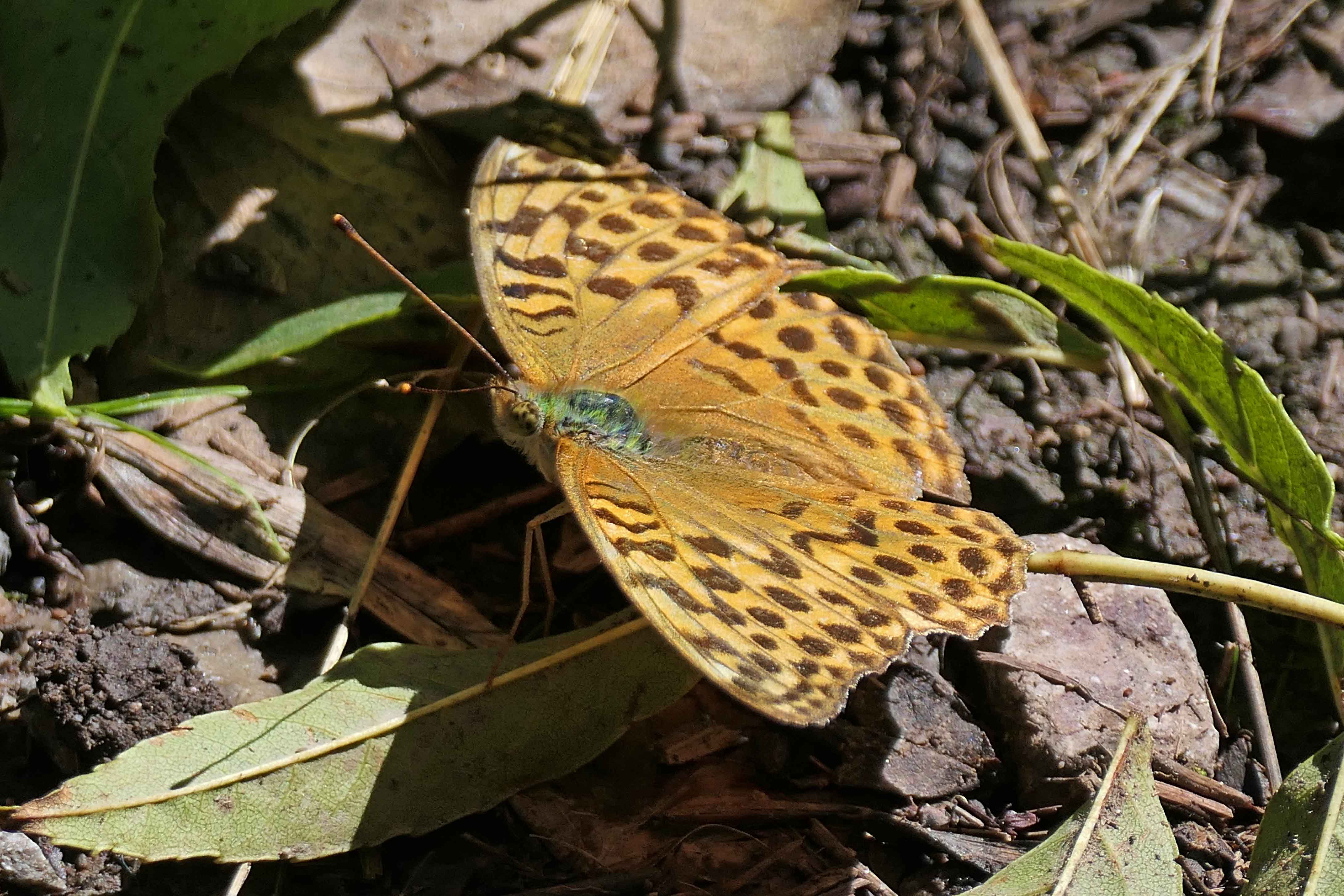 230814 silver-washed fritillary (2)