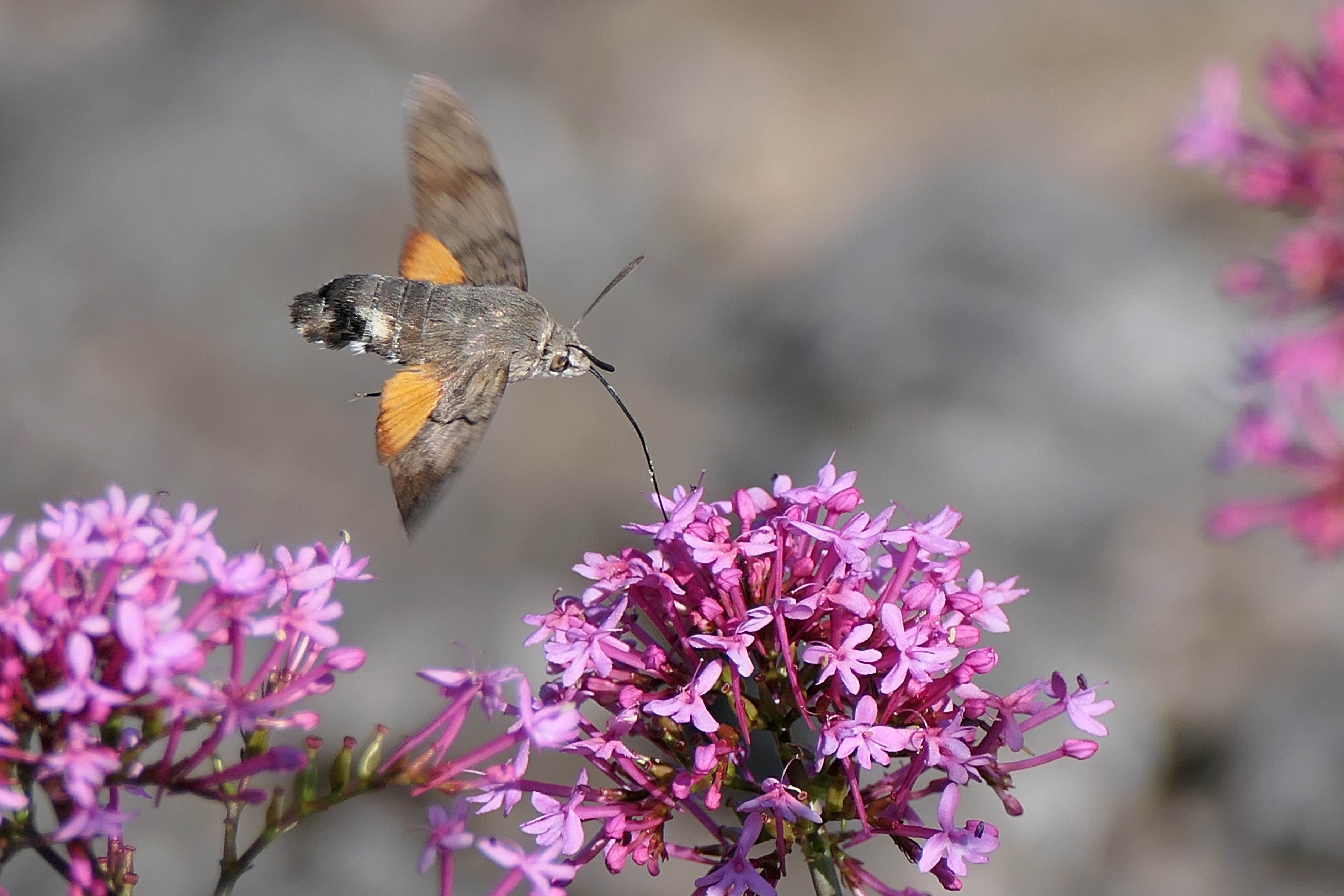 230815 hummingbird hawk-moth