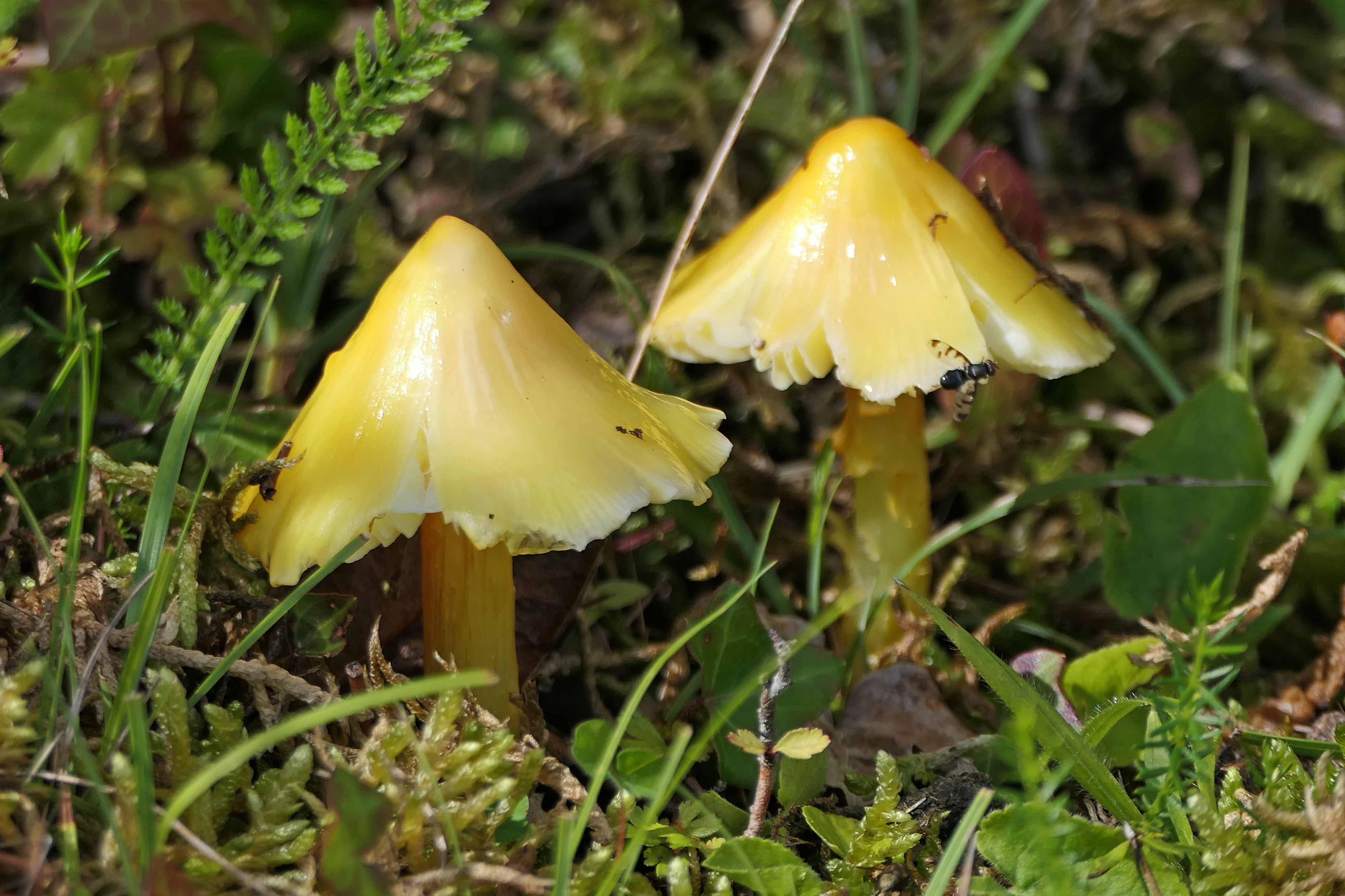 230818 Hygrocybe acutoconica (1)