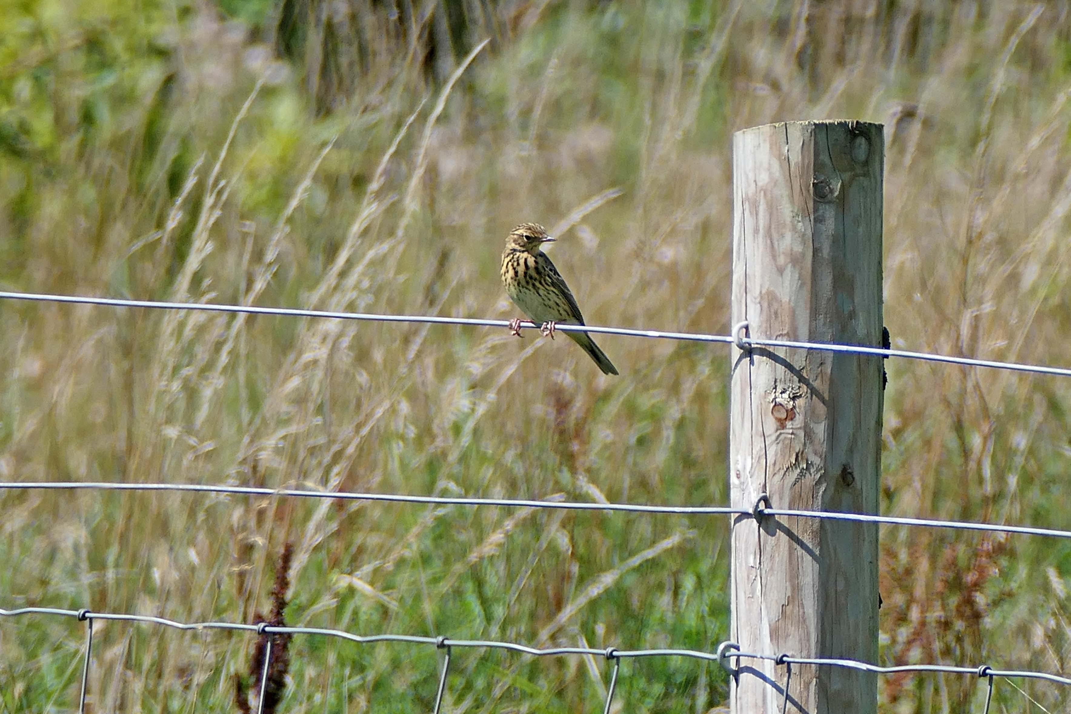 230819 tree pipit