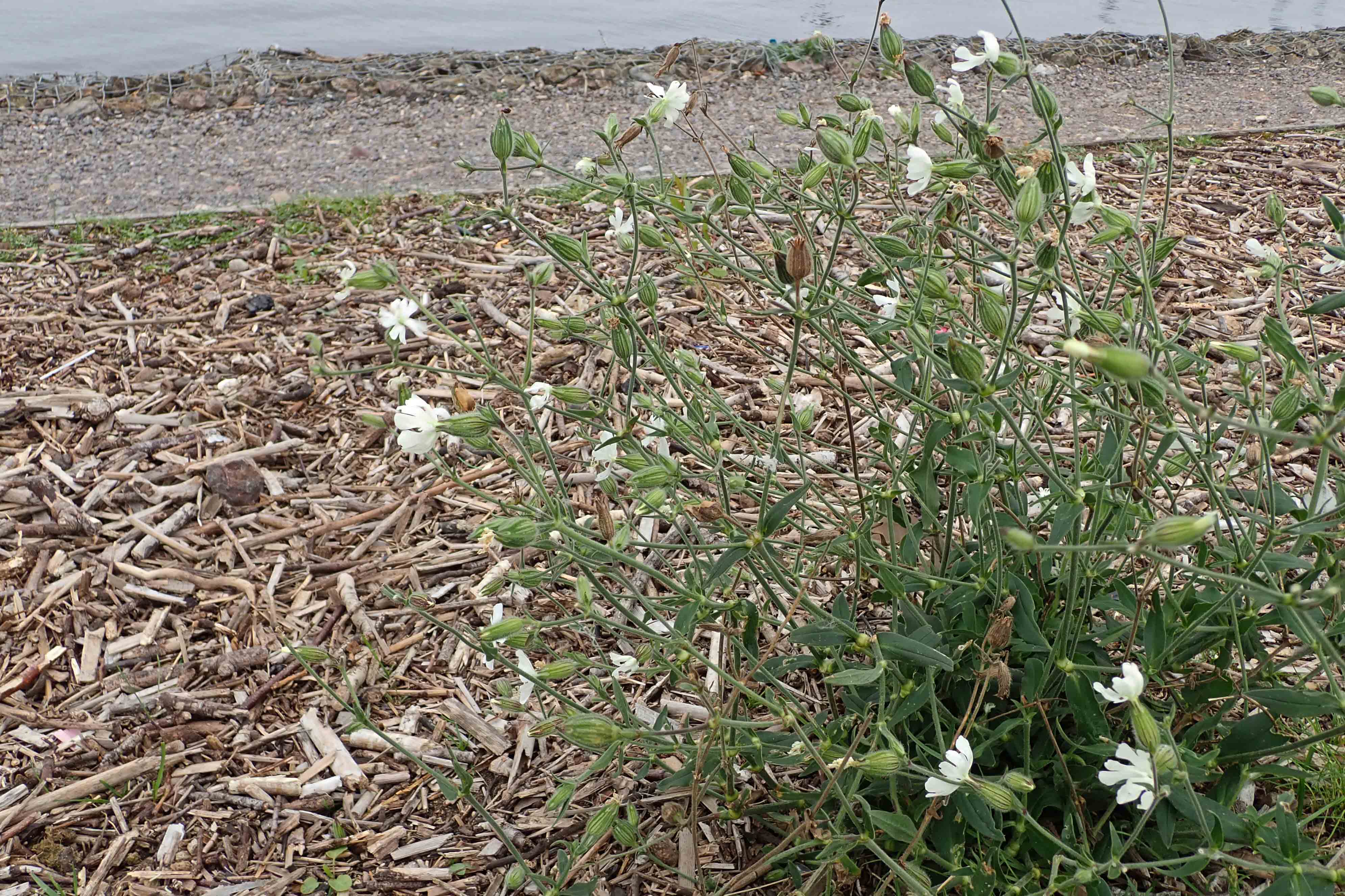 230820 white campion