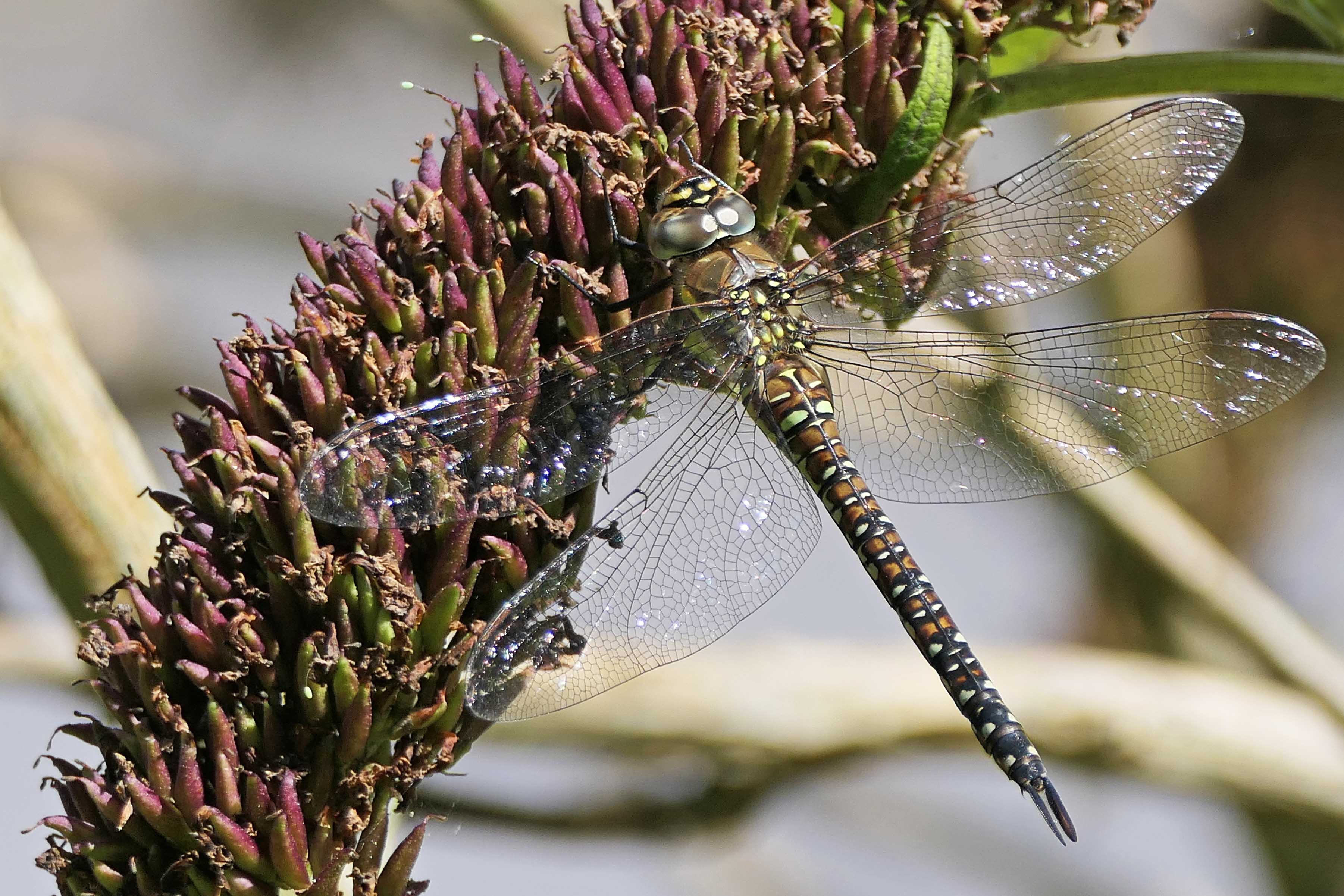 230821 migrant hawker