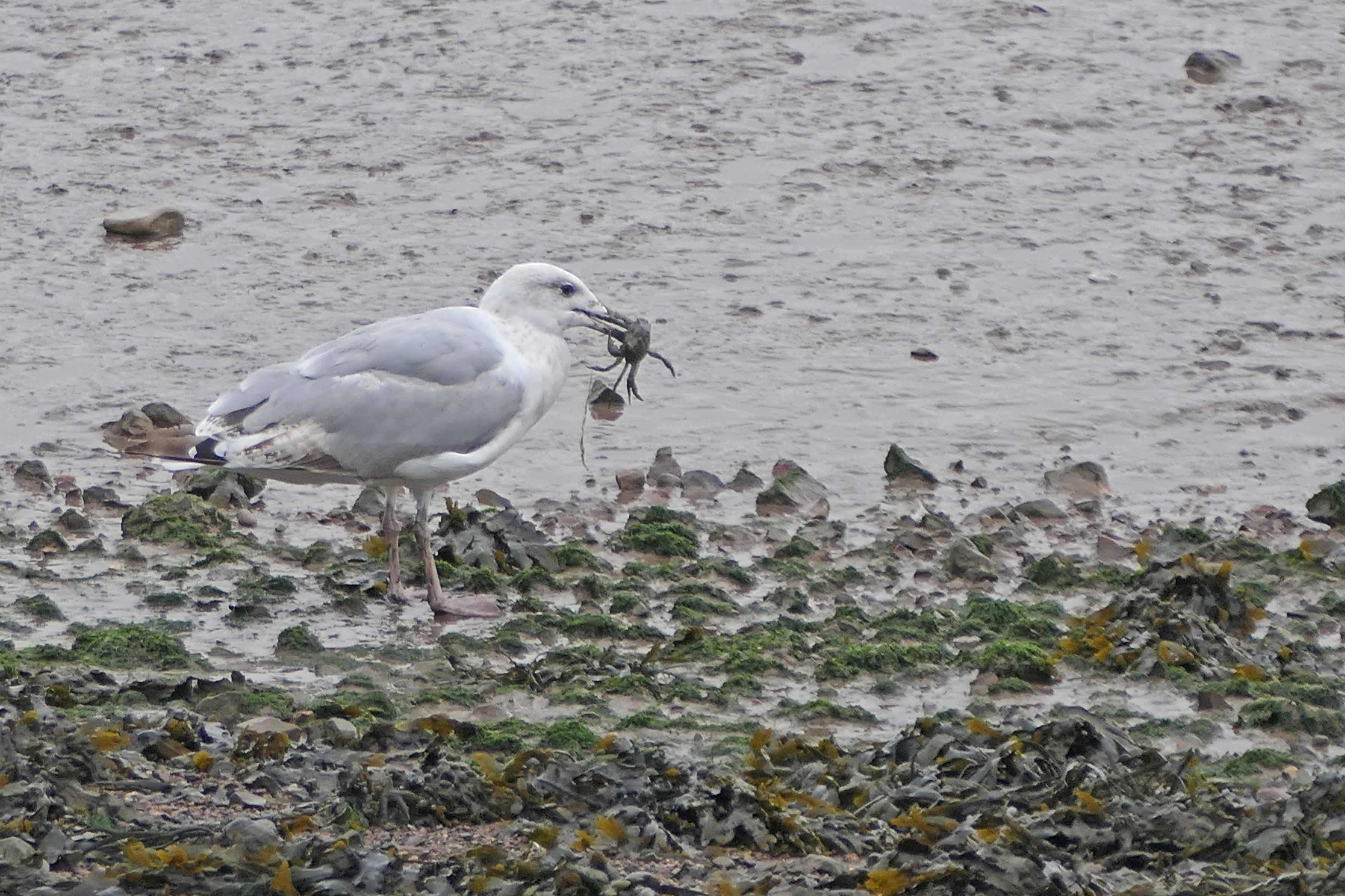230823 herring gull and crab (1)