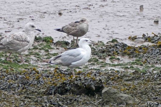 230823 herring gull and crab (2)