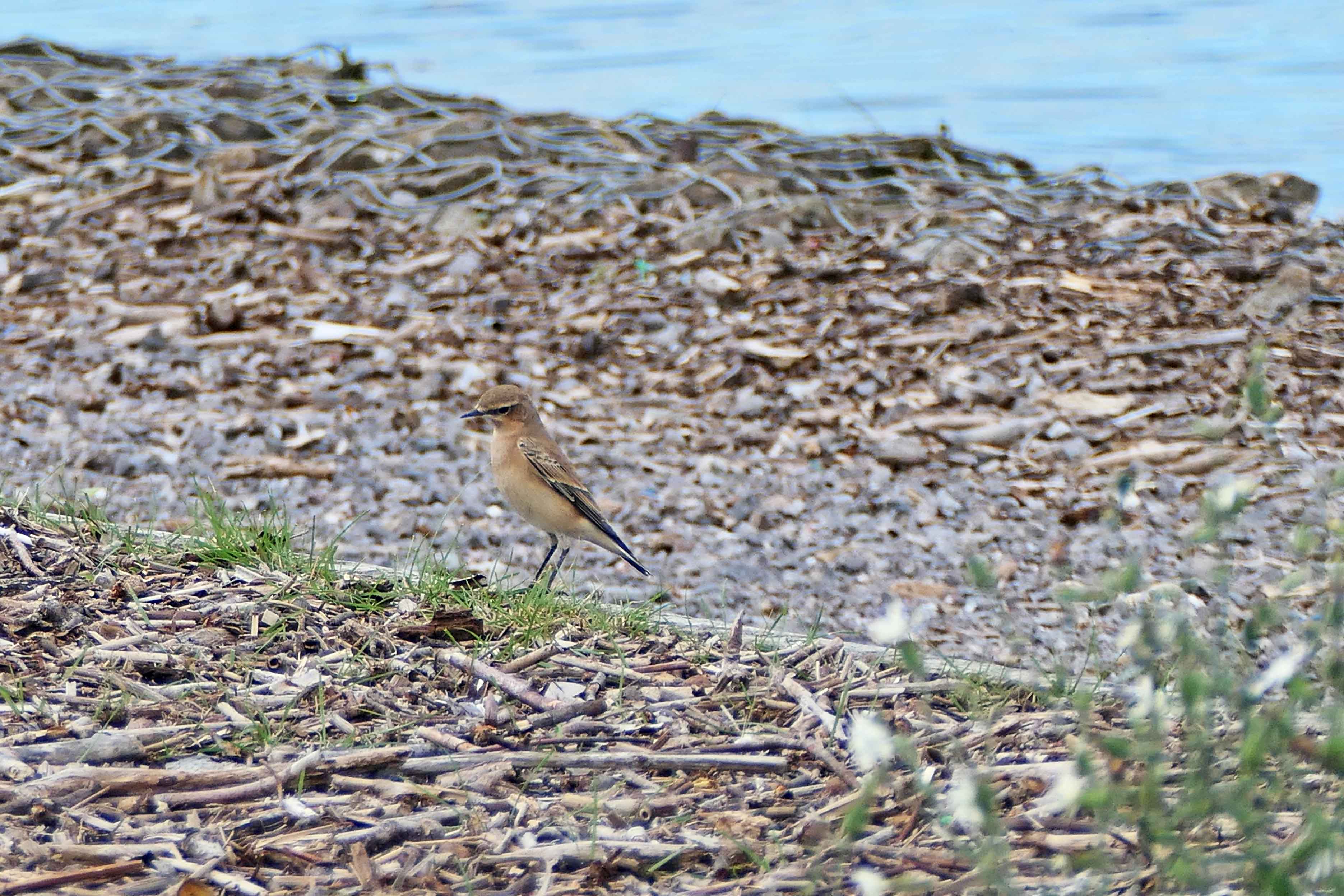 230826 wheatear