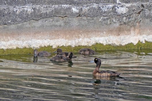230831 tufted ducklings (1) 230807