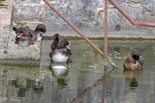 230831 tufted ducklings (3) 230824