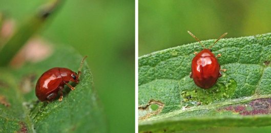 230901 flea beetle (2)